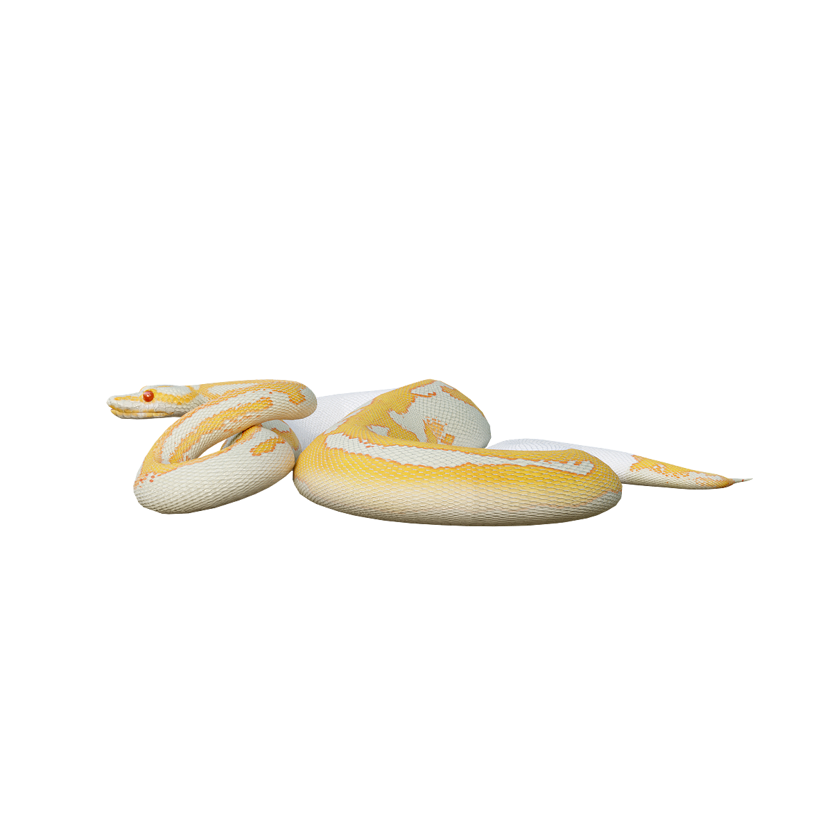 Ball Python (Yellow White) 3D Model Animation