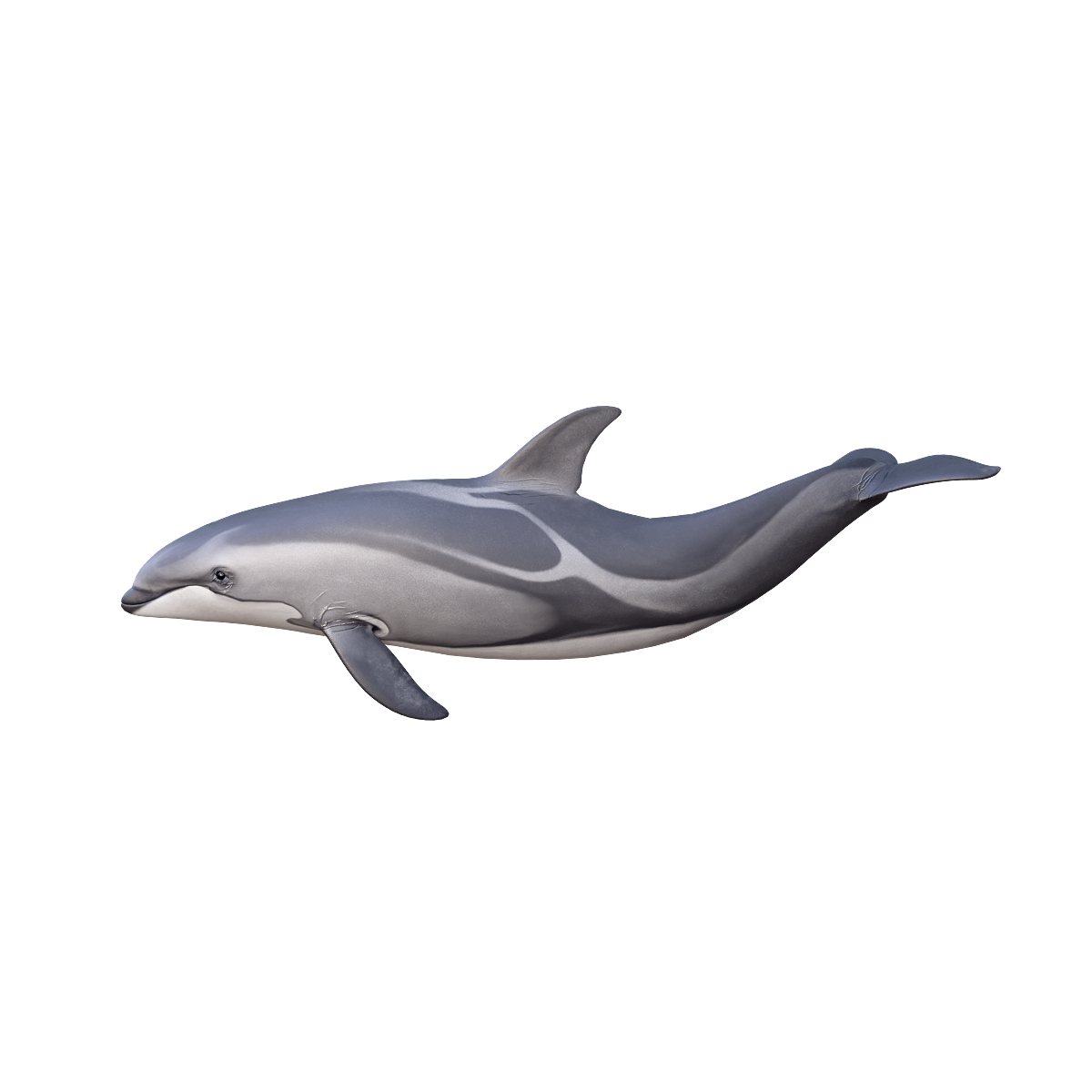 3D animated model of Pacific bottlenose dolphin