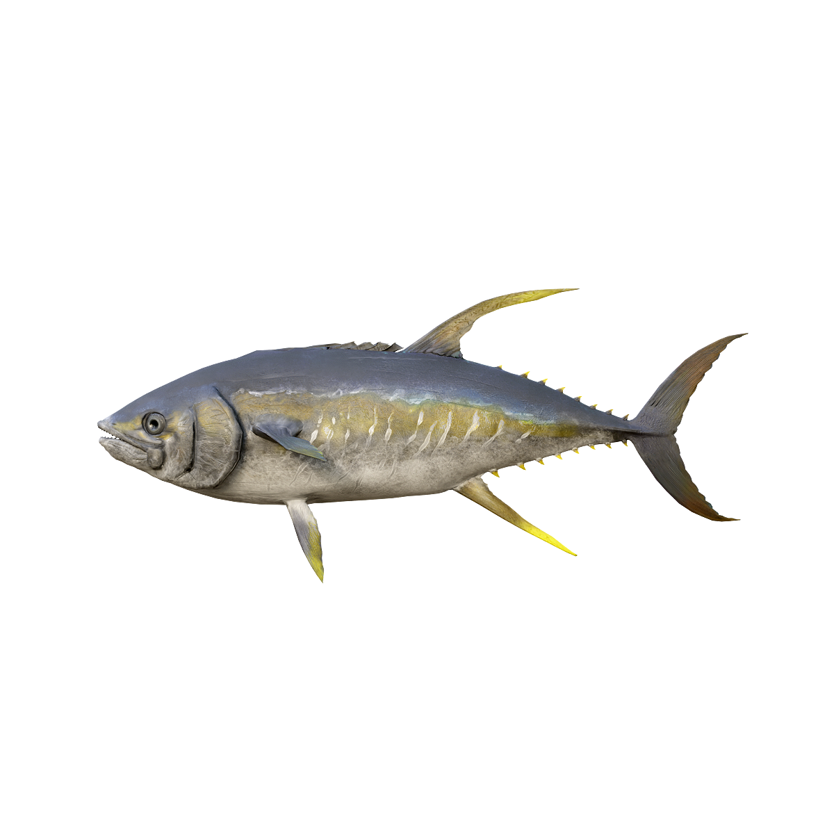 Yellow fin tuna 3D model animation fbx