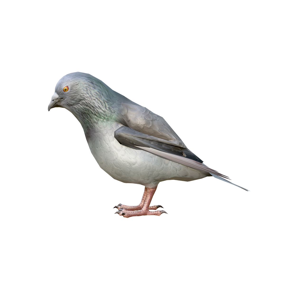 Pigeon 3D model animation