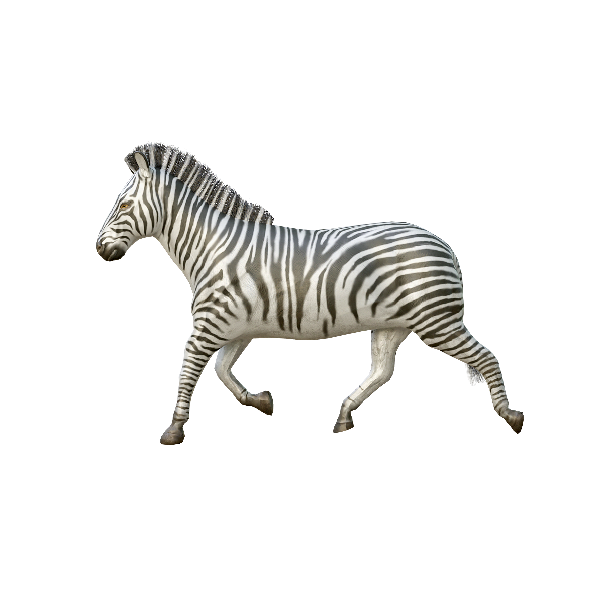 3D model of mountain zebra with animation