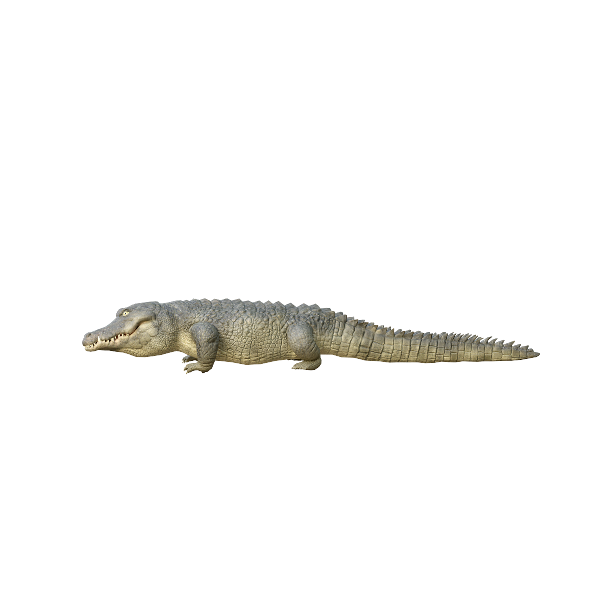 Crocodile 3D model animation glb
