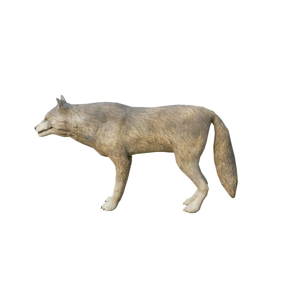 Wolf 3D Animation Model GLB