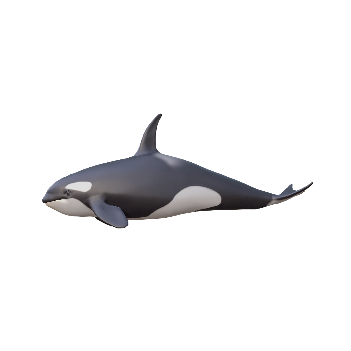 Orca 3D model with animation glb