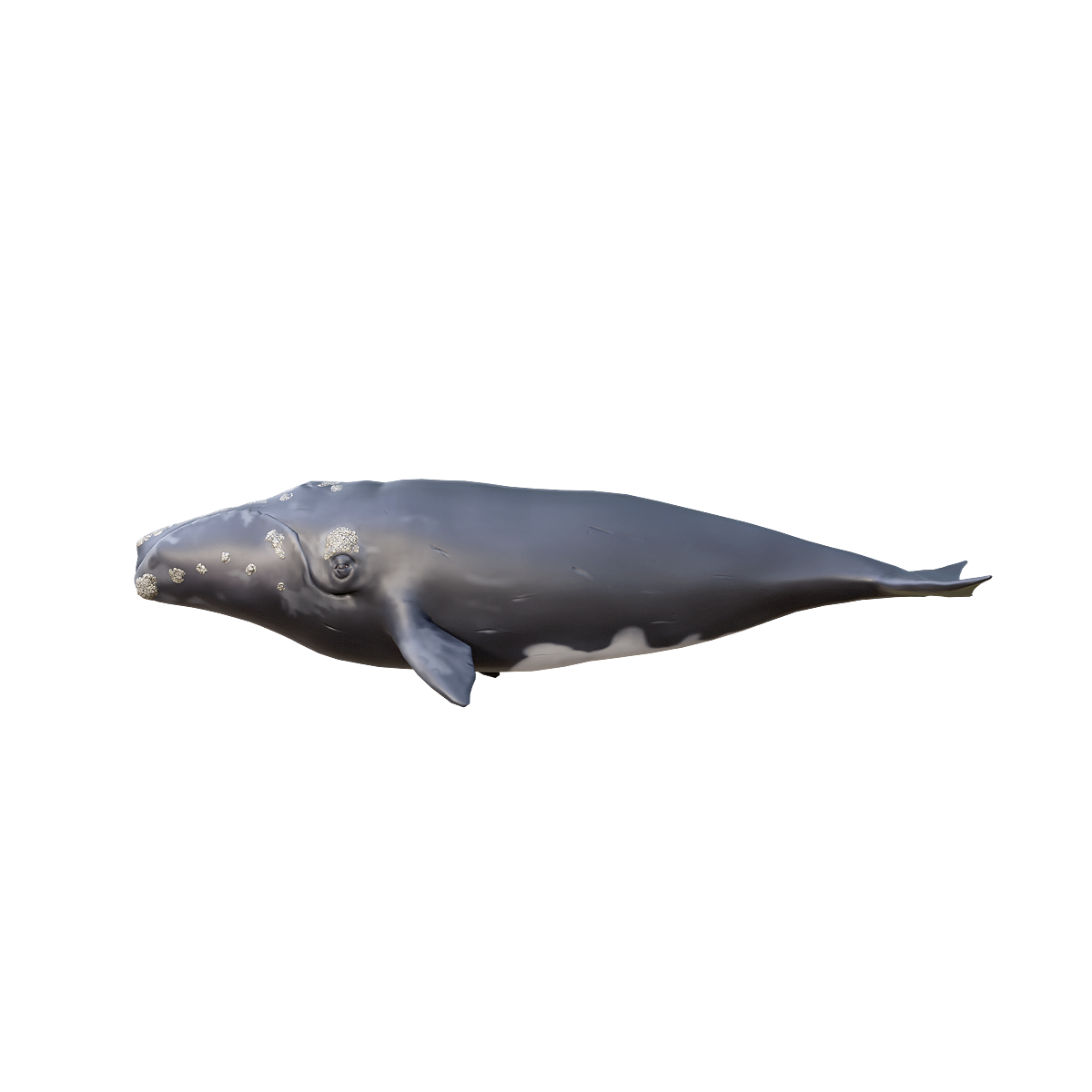Right Whale (with 3D Animation Model)