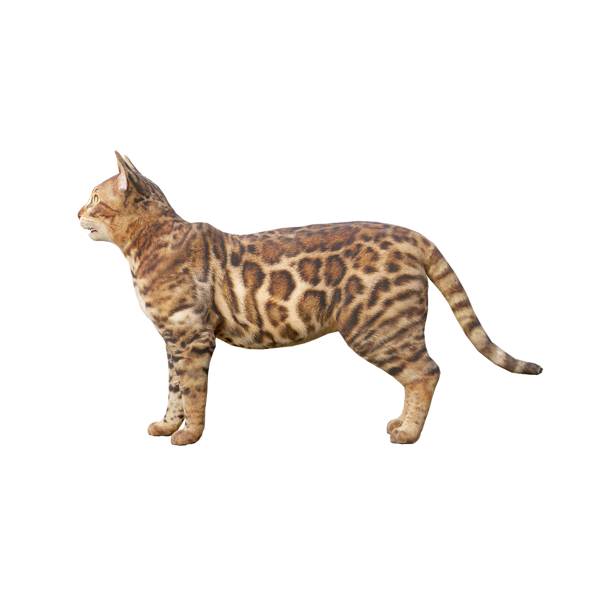 Bengal cat 3D model with animation