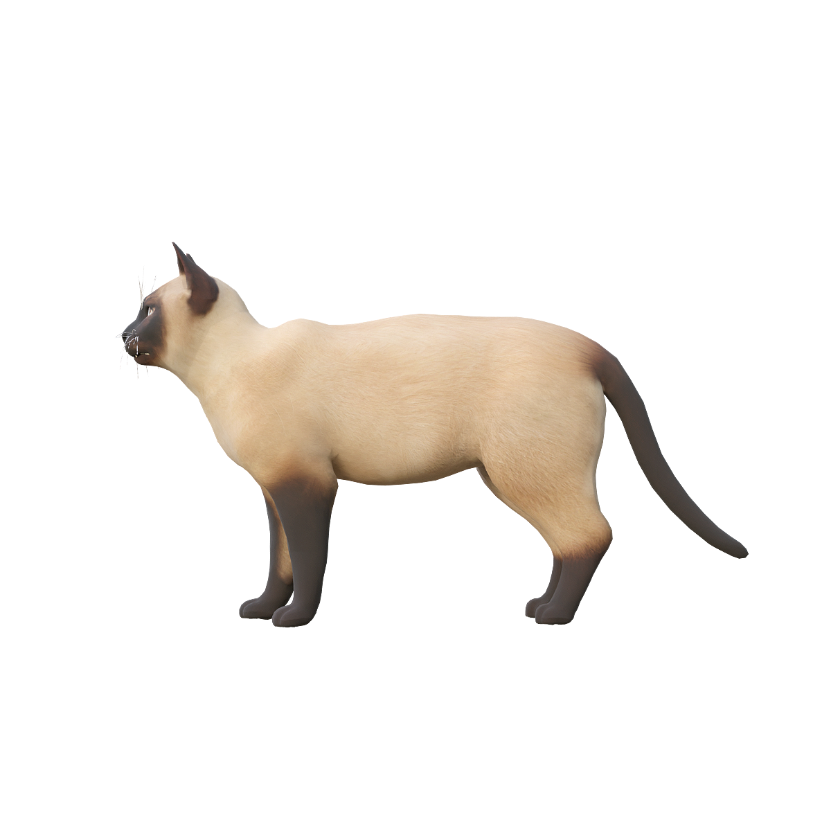 Siamese Cat 3D Animation Model