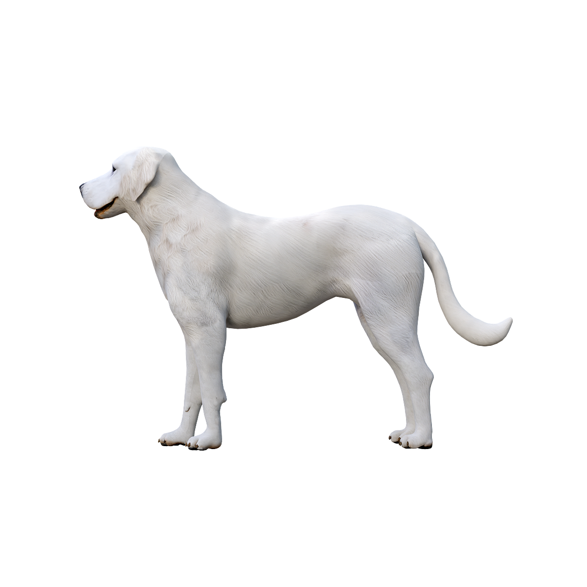 Akka Bus Dog (with 3D animated model) glb
