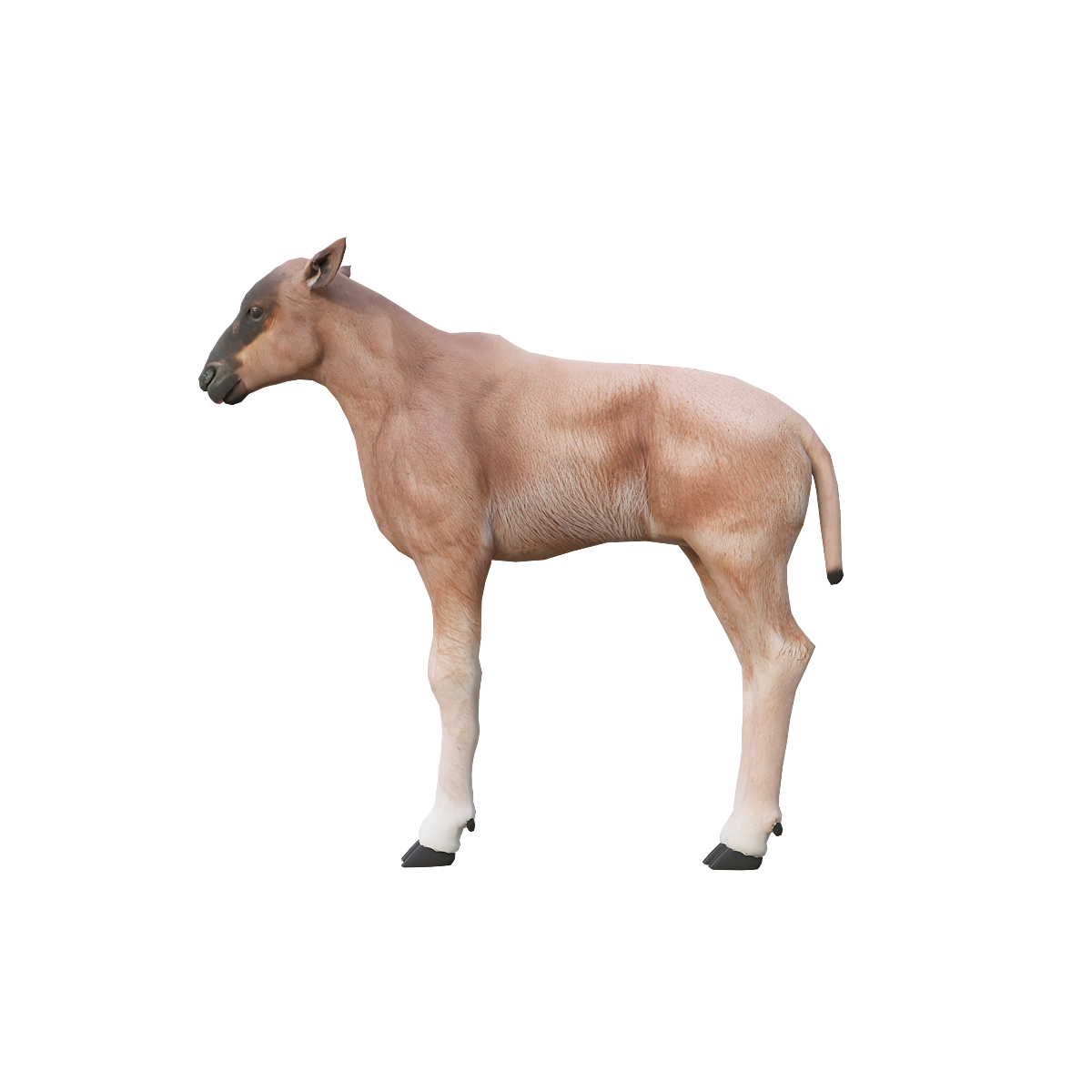 Antelope cub 3D model with animation