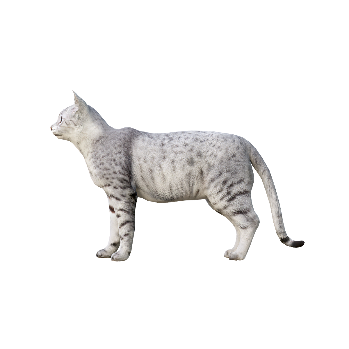 Egyptian cat (with 3D animated model)