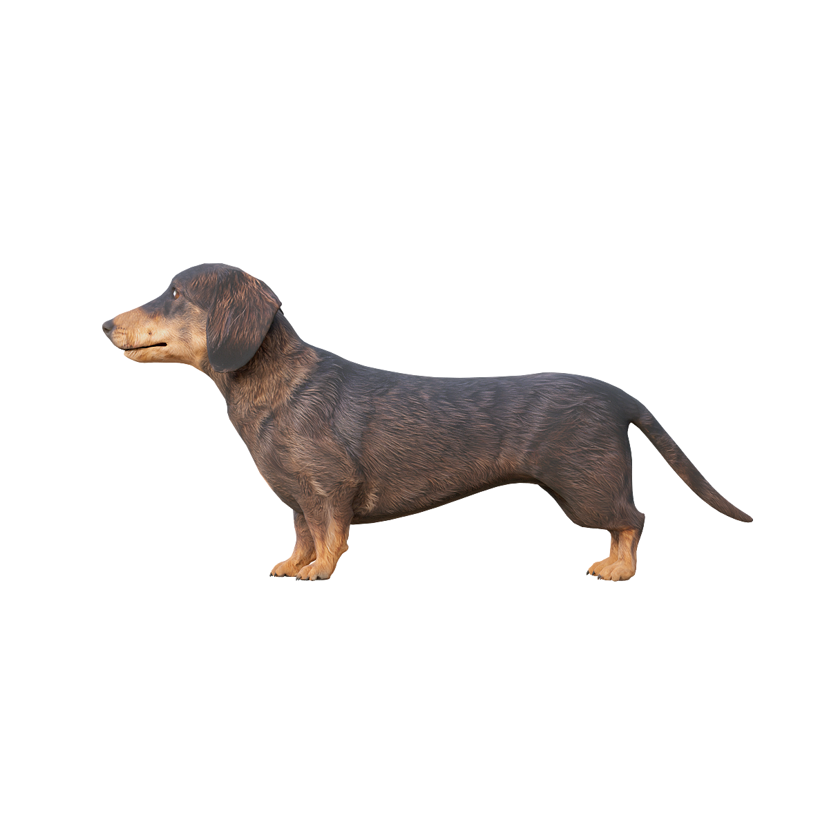 3D model animation of sausage dog