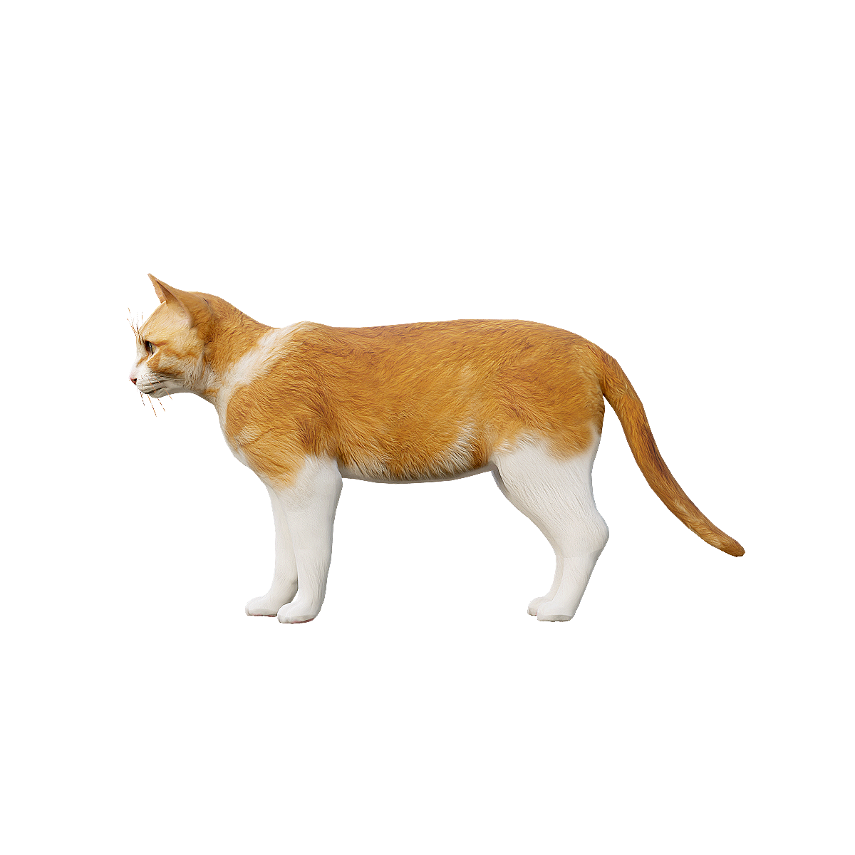 Orange Cat 3D Animation Model