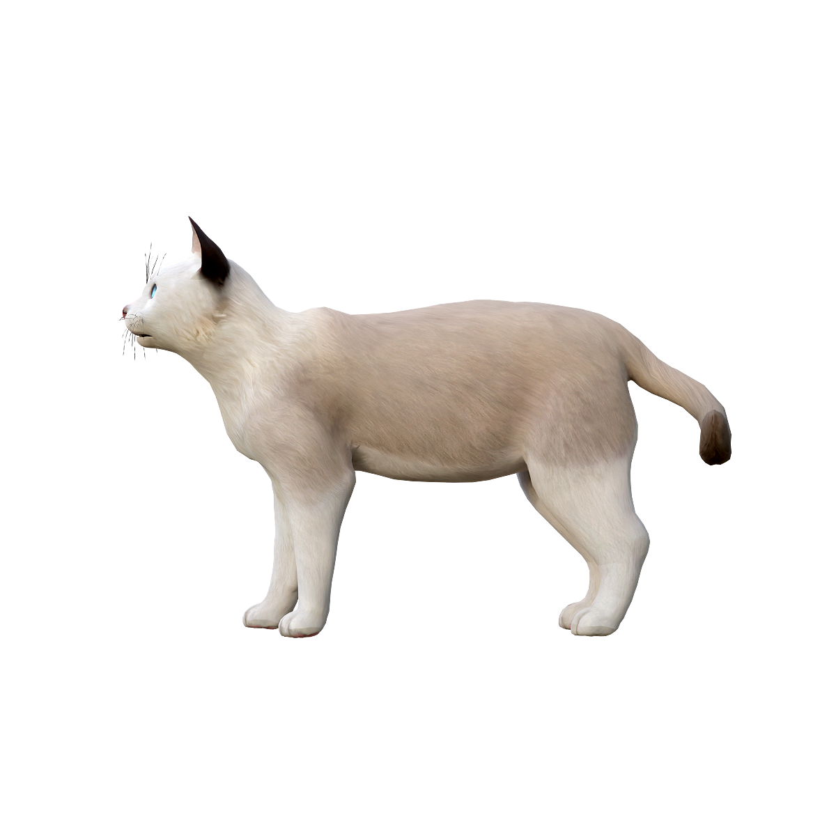 Gradual Color Beauty Shorthair Cat (with 3D Animation Model)