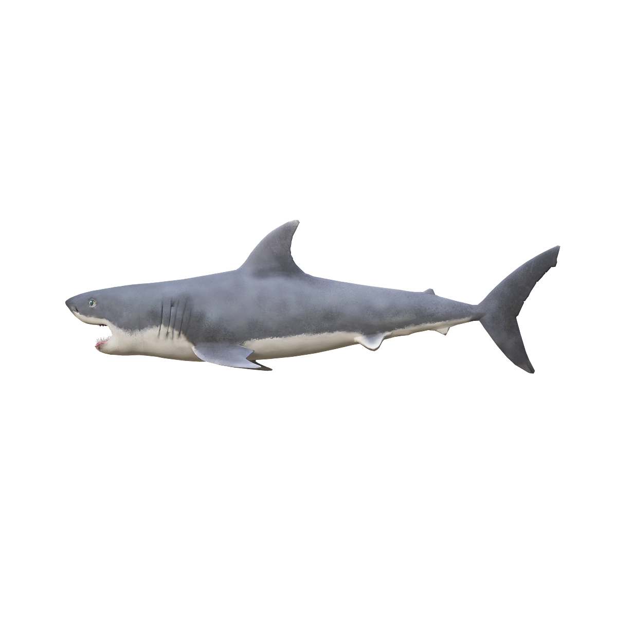 Great White Shark 3D Model Animation