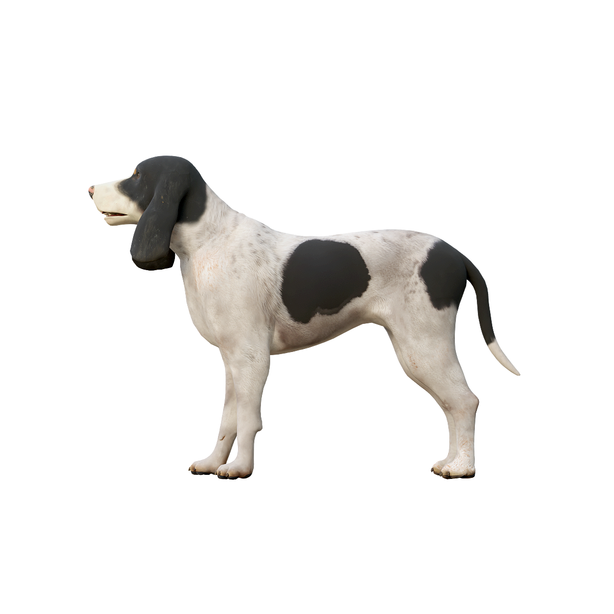 Ariri Dog 3D Model with Animation