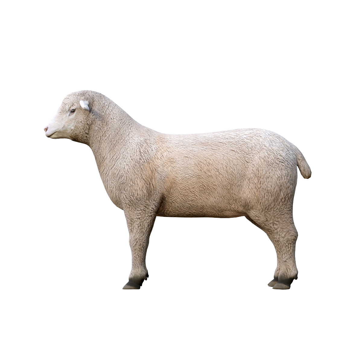 Columbia Sheep 3D Animation Model