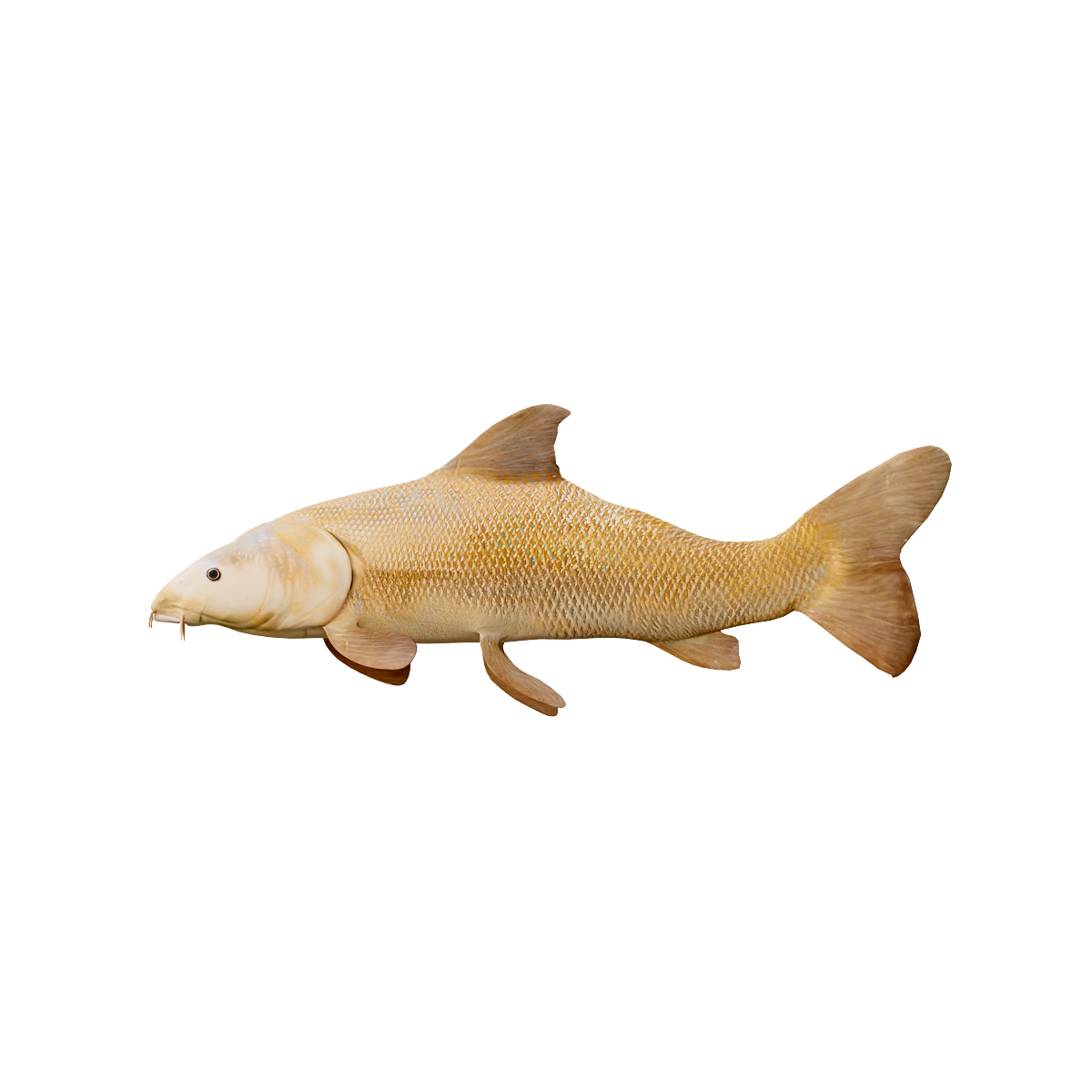 Golden Koi (with 3D animated model)