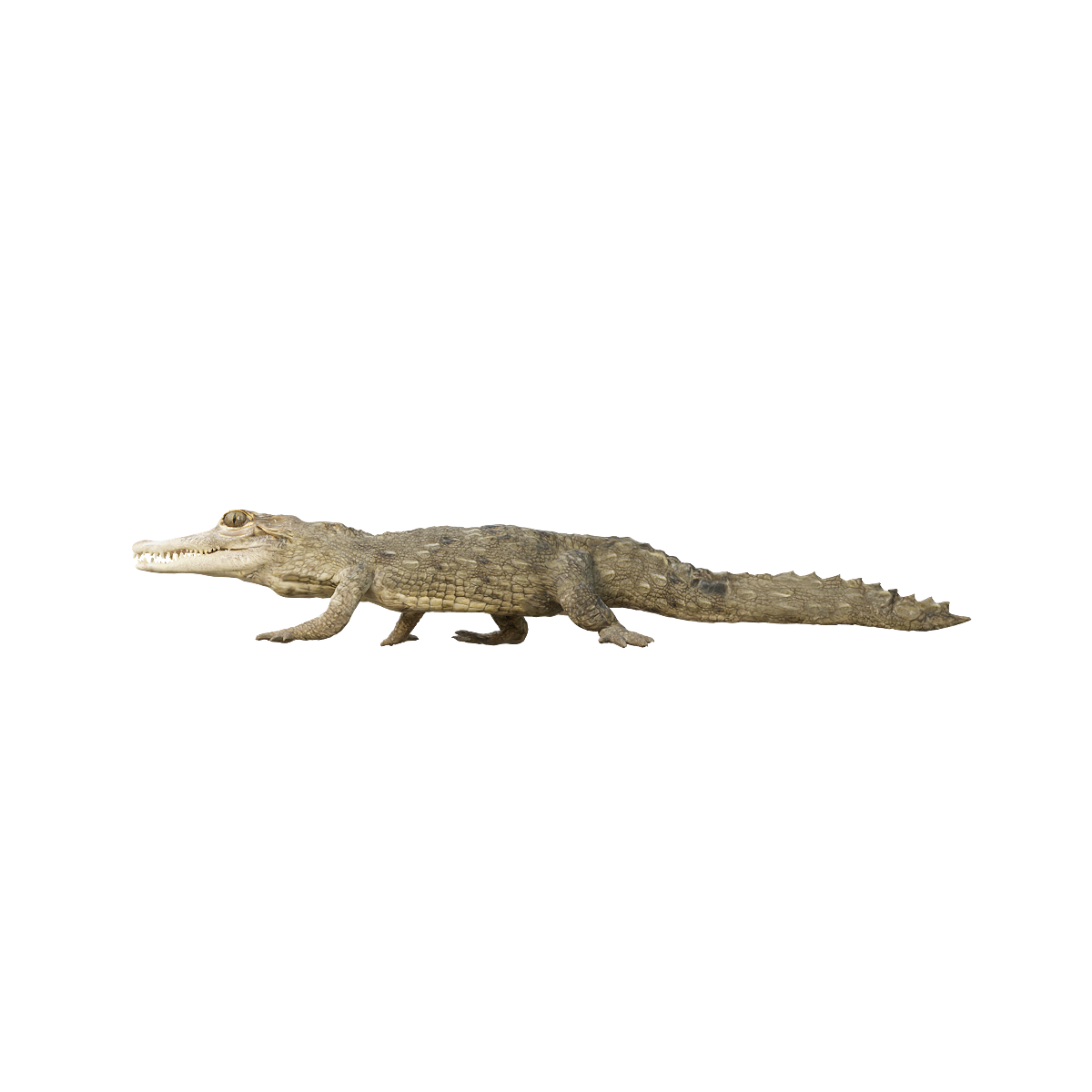 American crocodile cub (with 3D animated model)