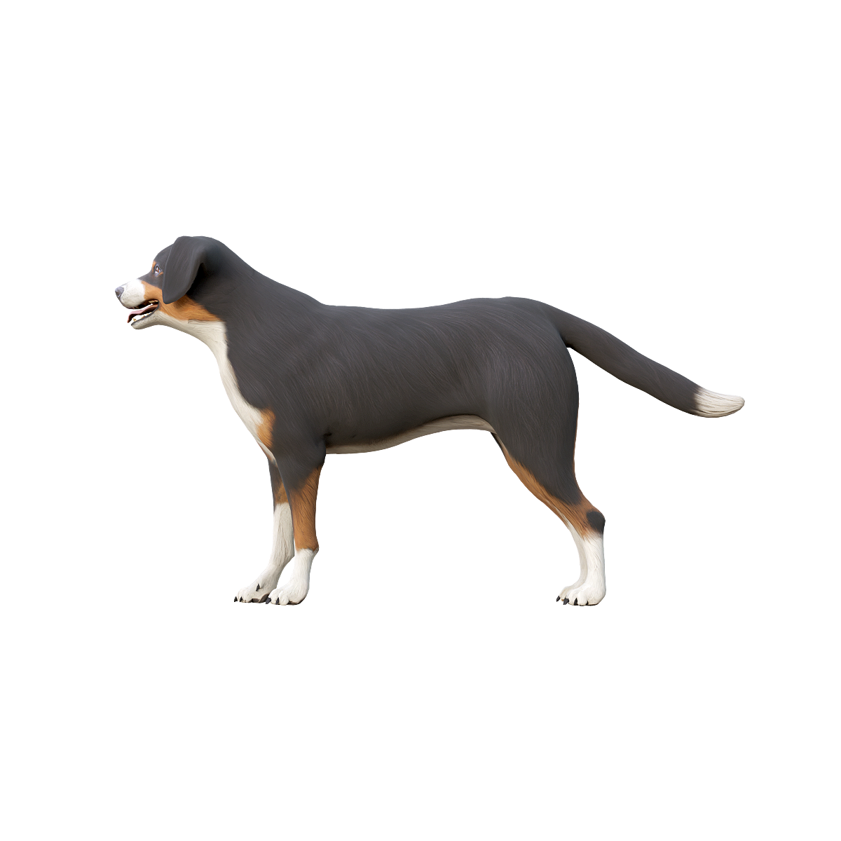 Appenzell Mountain Dog 3D Animation Model