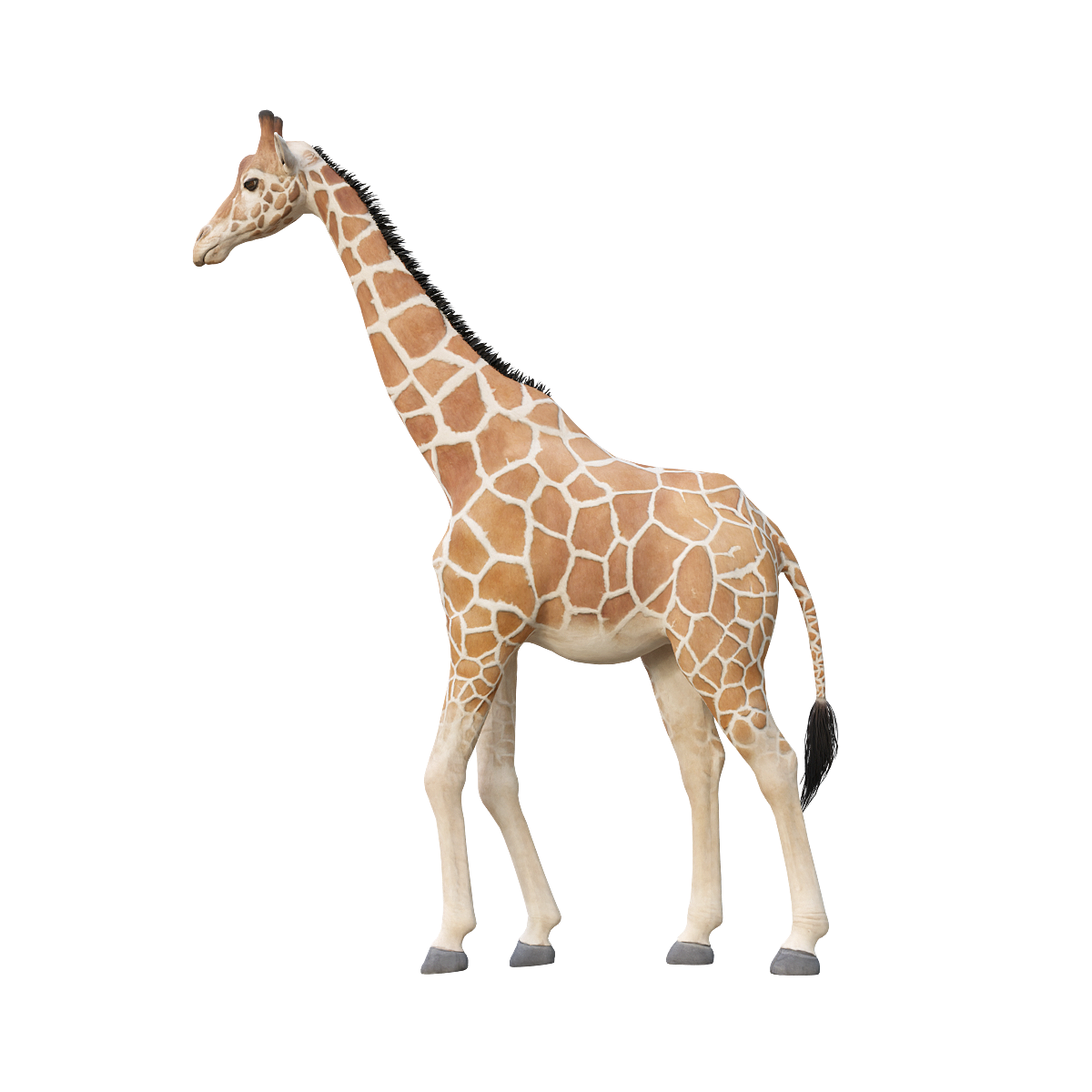 Mesh Giraffe 3D Animation Model