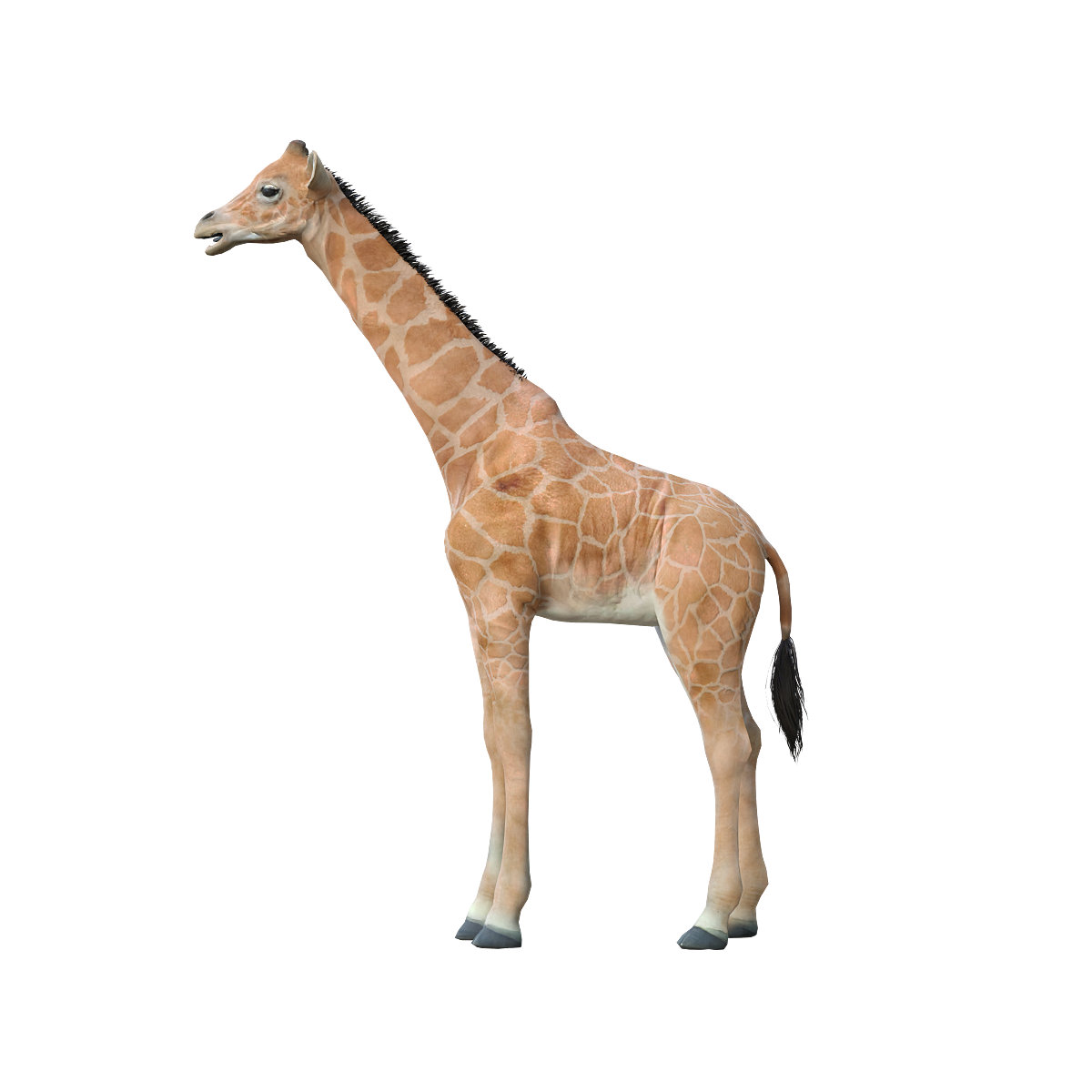 3D animated model of reticulated giraffe cub