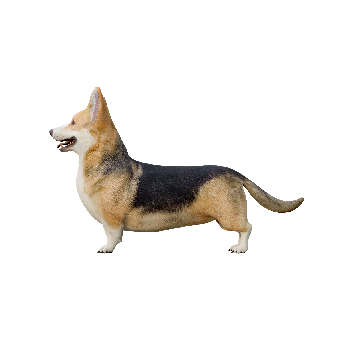 Pembroke Welsh Corgi (with 3D animation model)