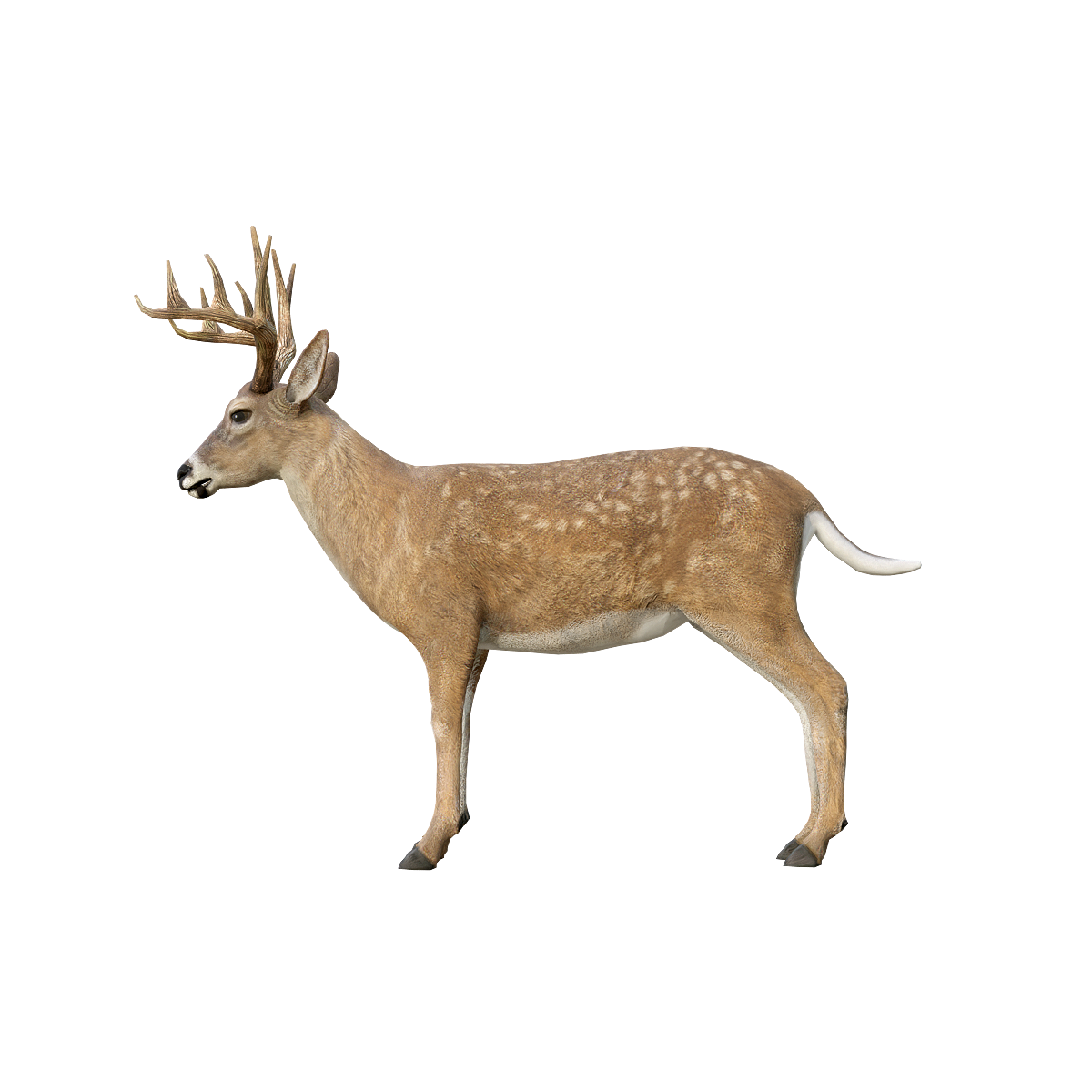 Bucks (with 3D animated models)