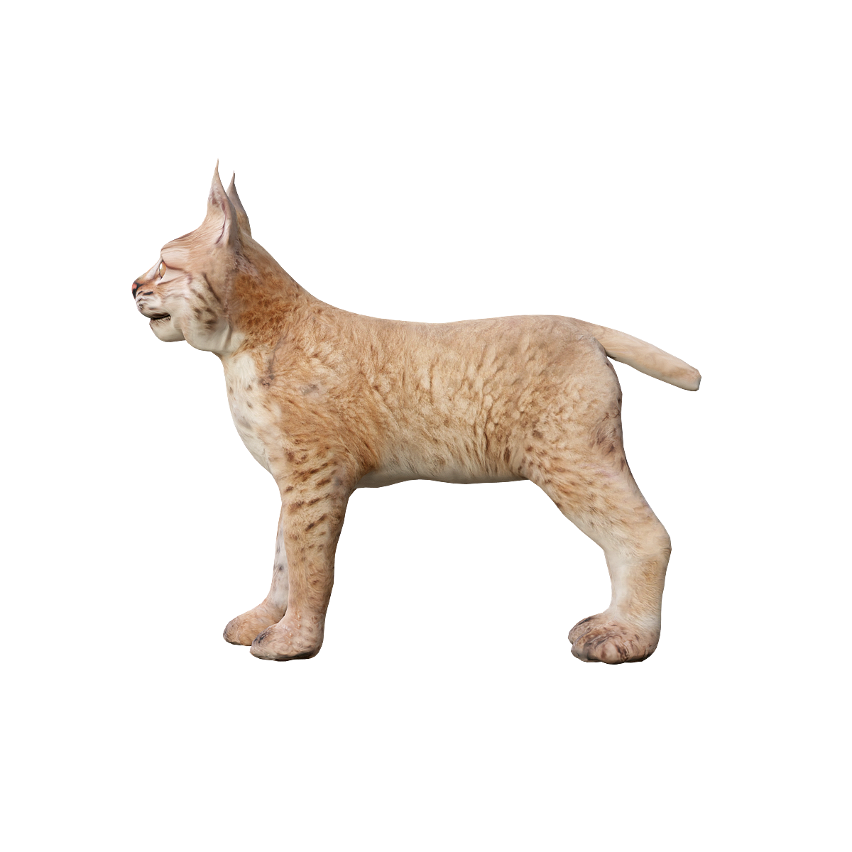 Eurasian lynx cub 3D model with animation