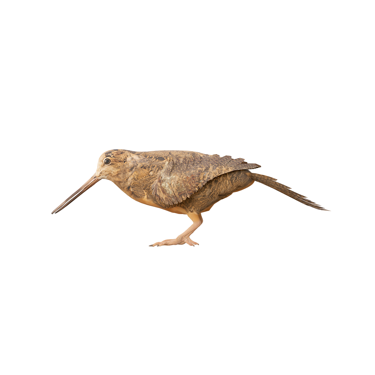 3D Model Animation of American Sandpiper