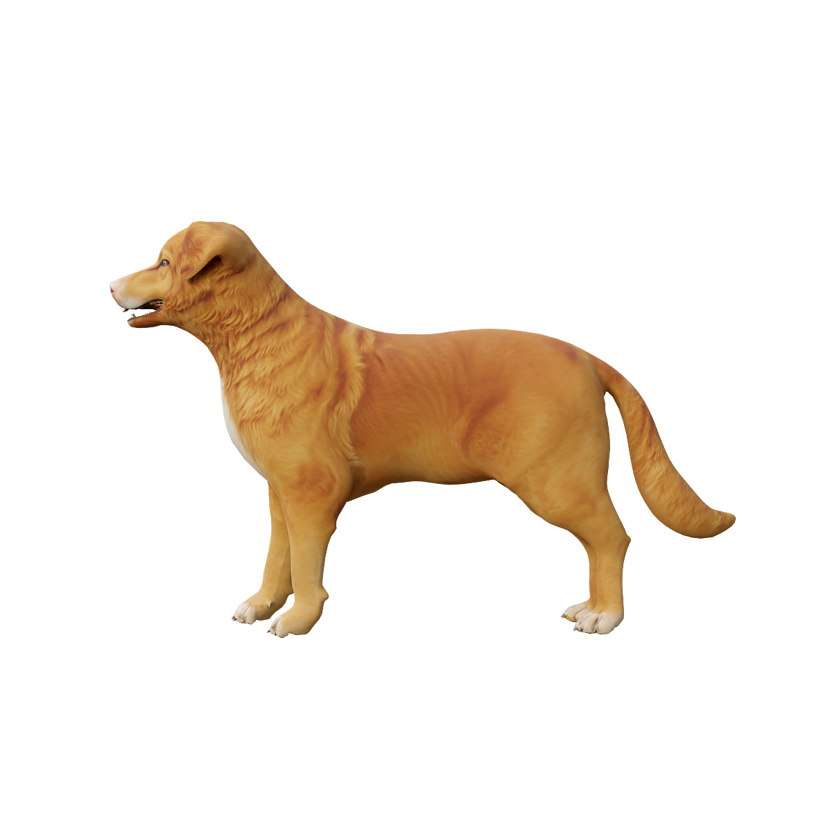 Nova Scotia Duck Hunting Dog 3D Animation Model