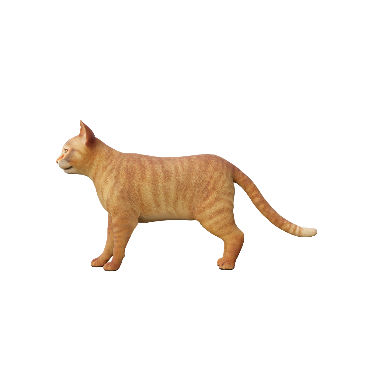 Orange tabby cat 3D model with animation