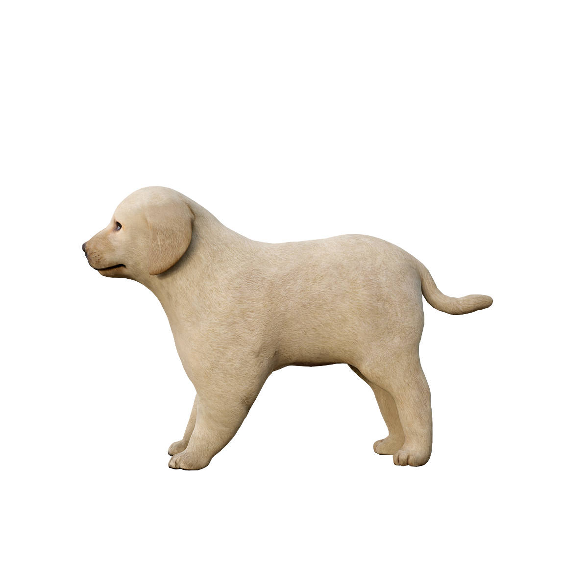 3D model of a retriever cub with animation