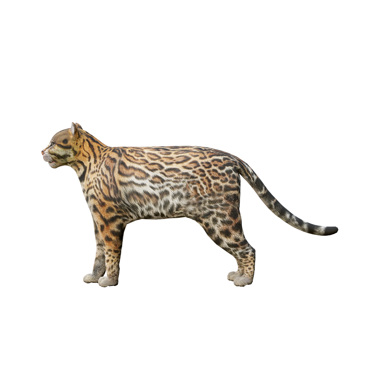 Jaguar cat (with 3D animated model)