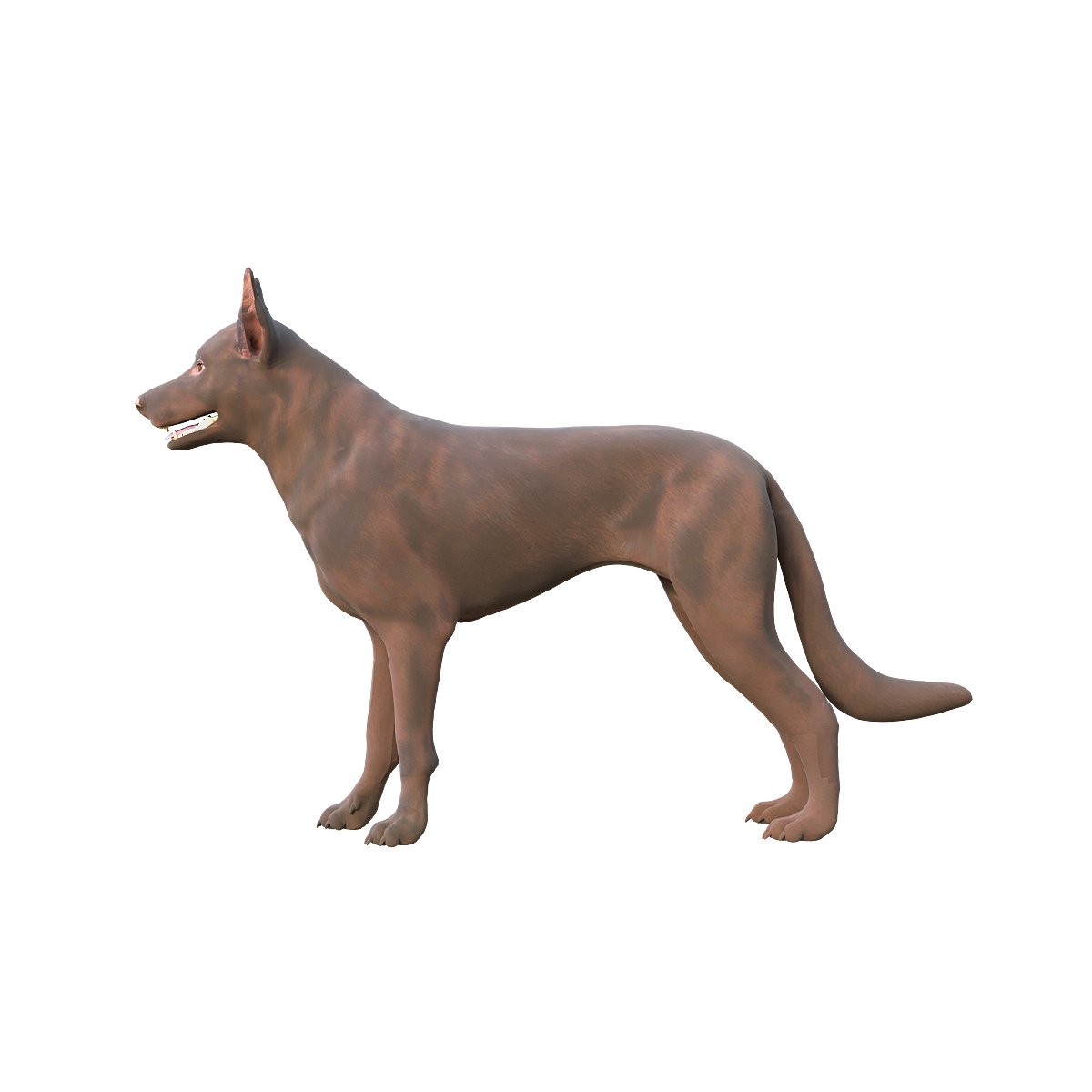Australian Karby Dog 3D Model with Animation