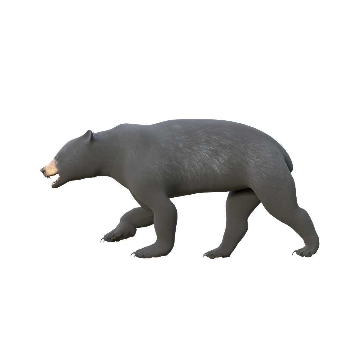 3D model of American black bear with animation glb