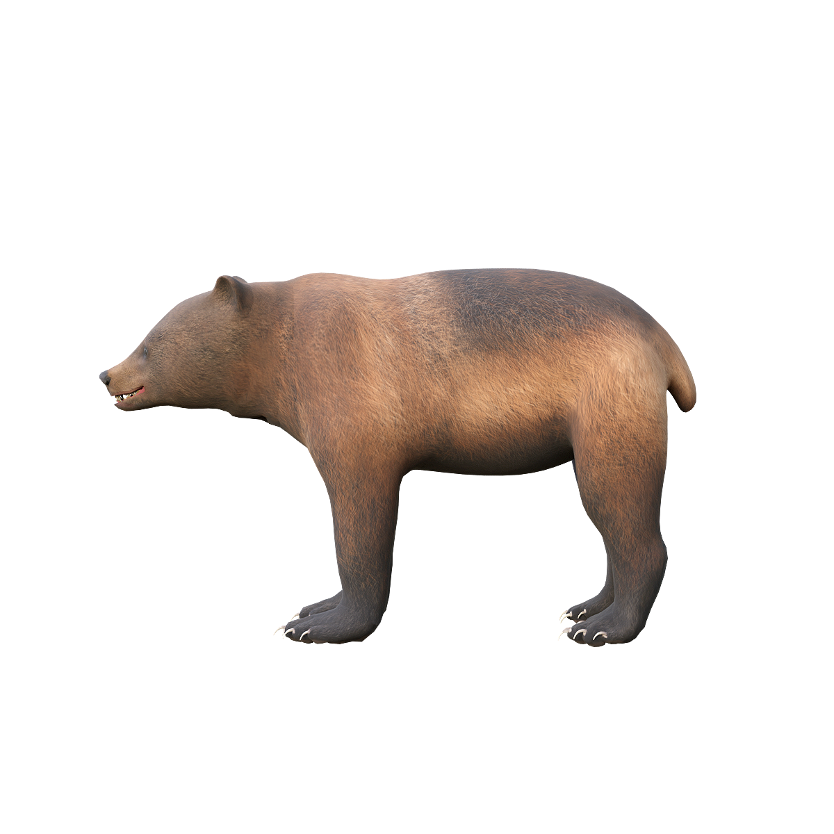 3D model of brown bear cub with animation