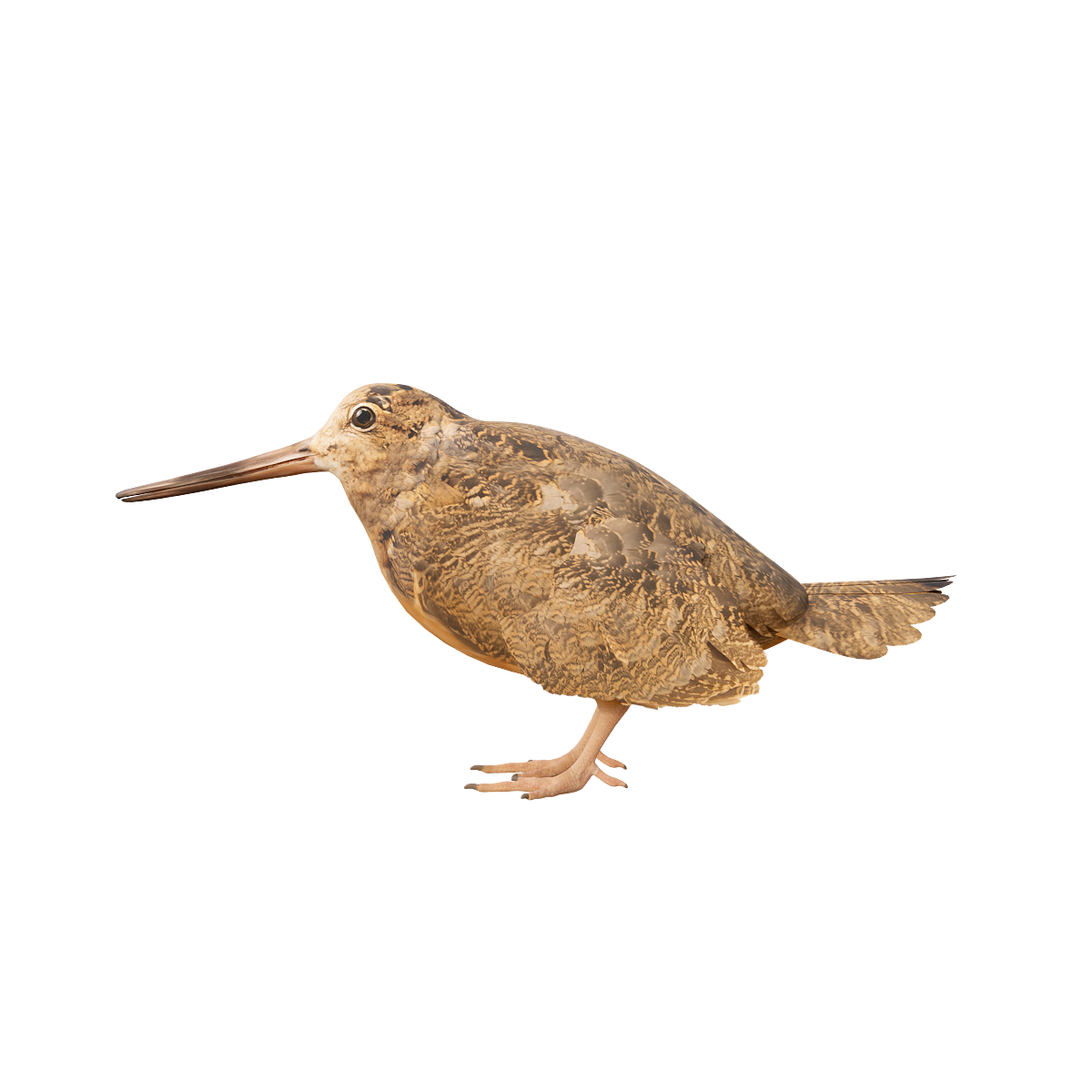 3D Animation Model of European Sandpiper