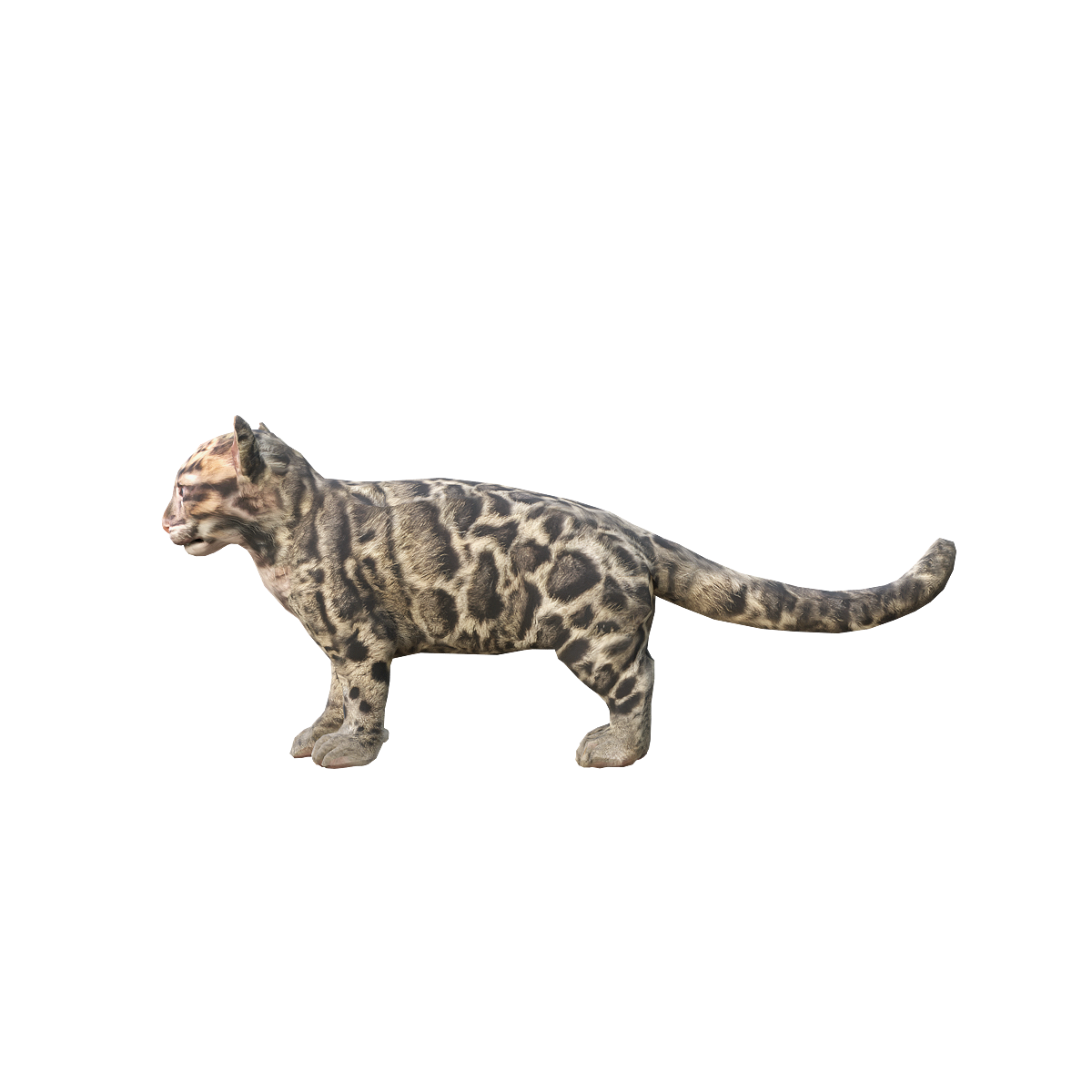 Leopard cub (with 3D animated model)