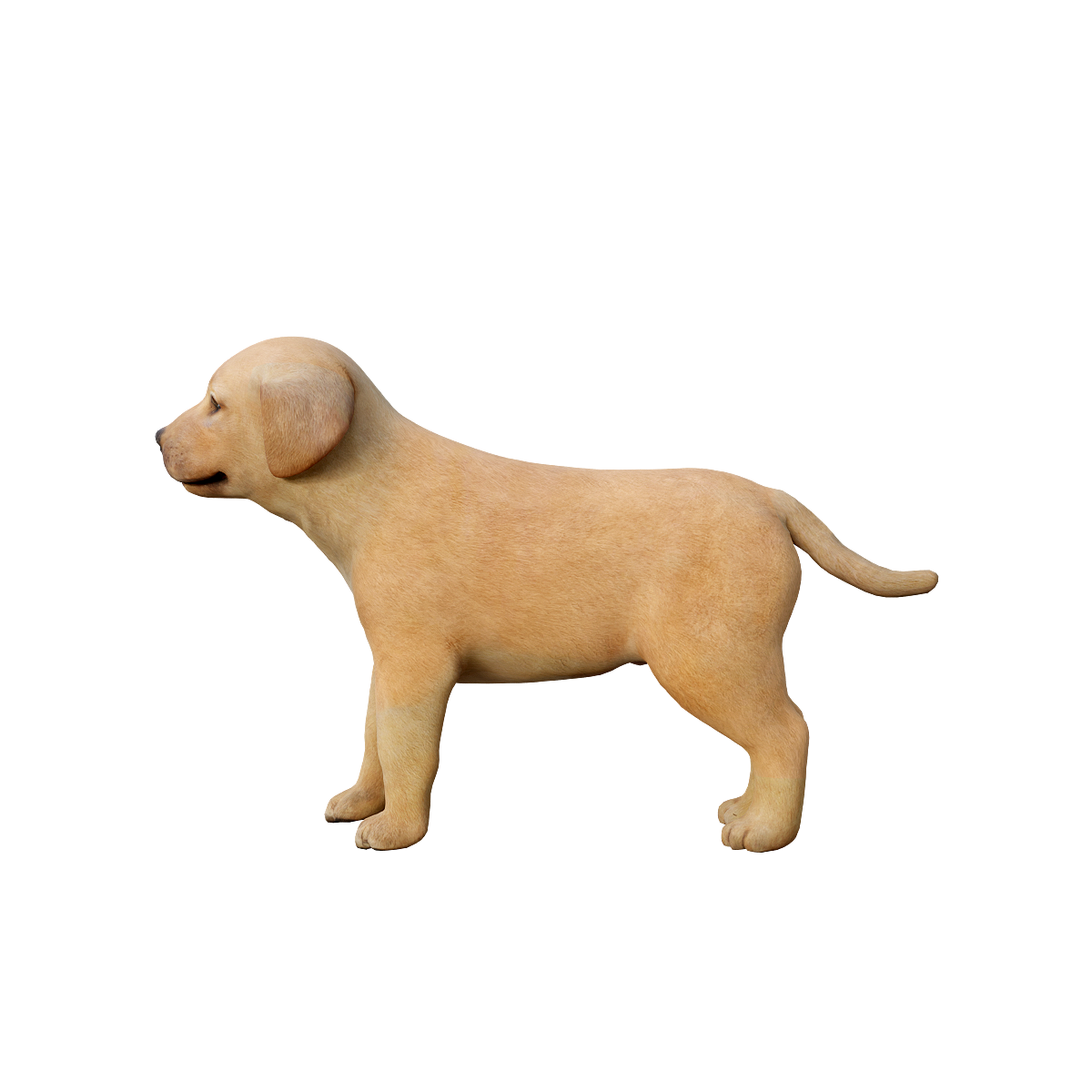 Golden Retriever Cub 3D Model with Animation