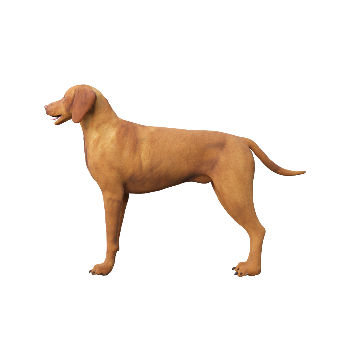 Vichira Hound (with 3D model animation)