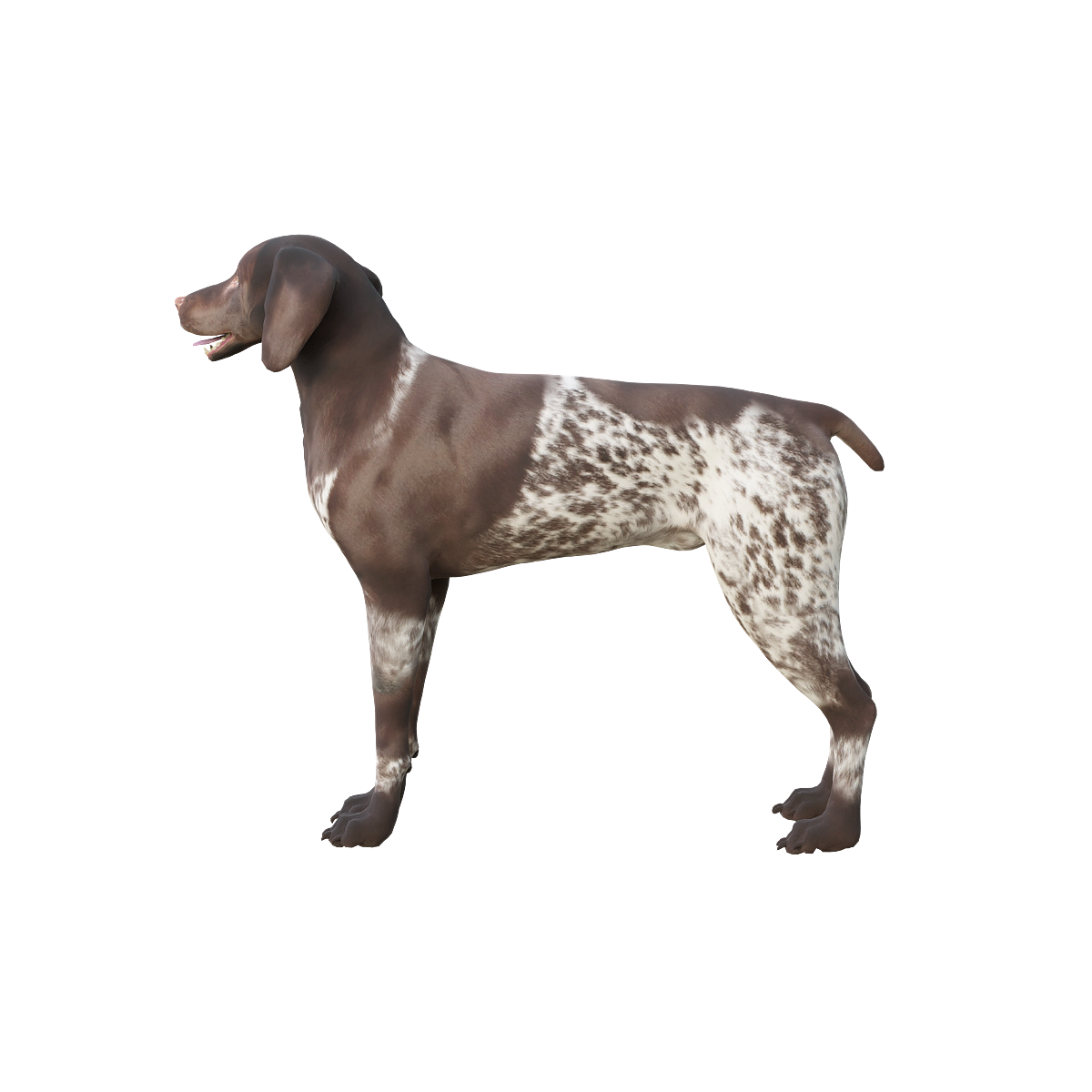 German Shorthair Indicator Dog 3D Model with Animation