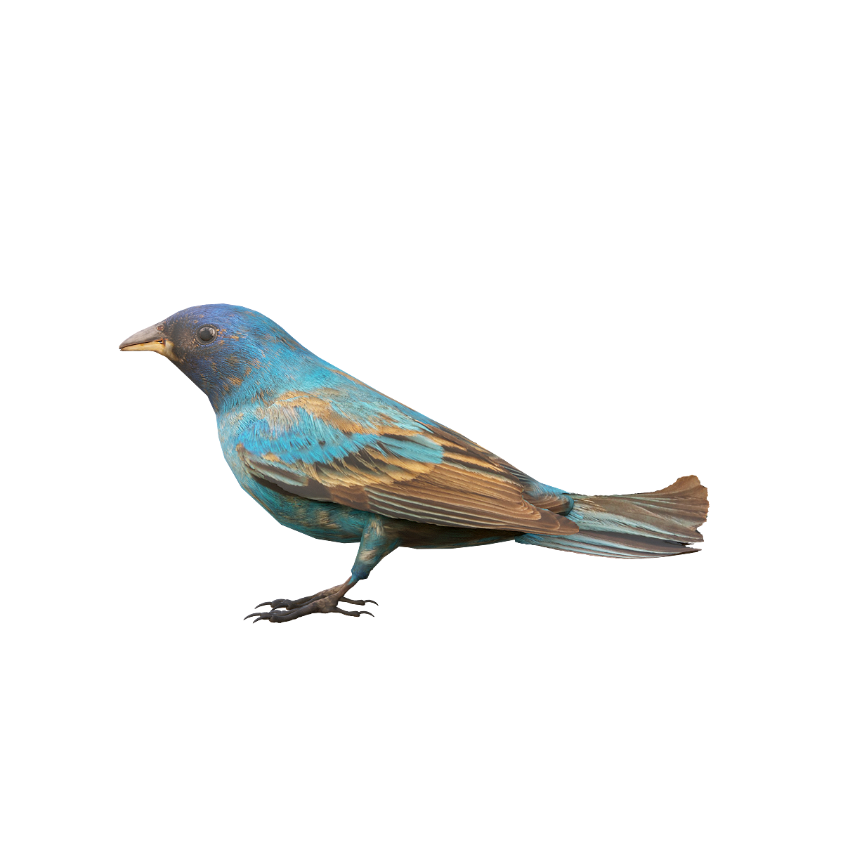 3D animation model of indigo bunting
