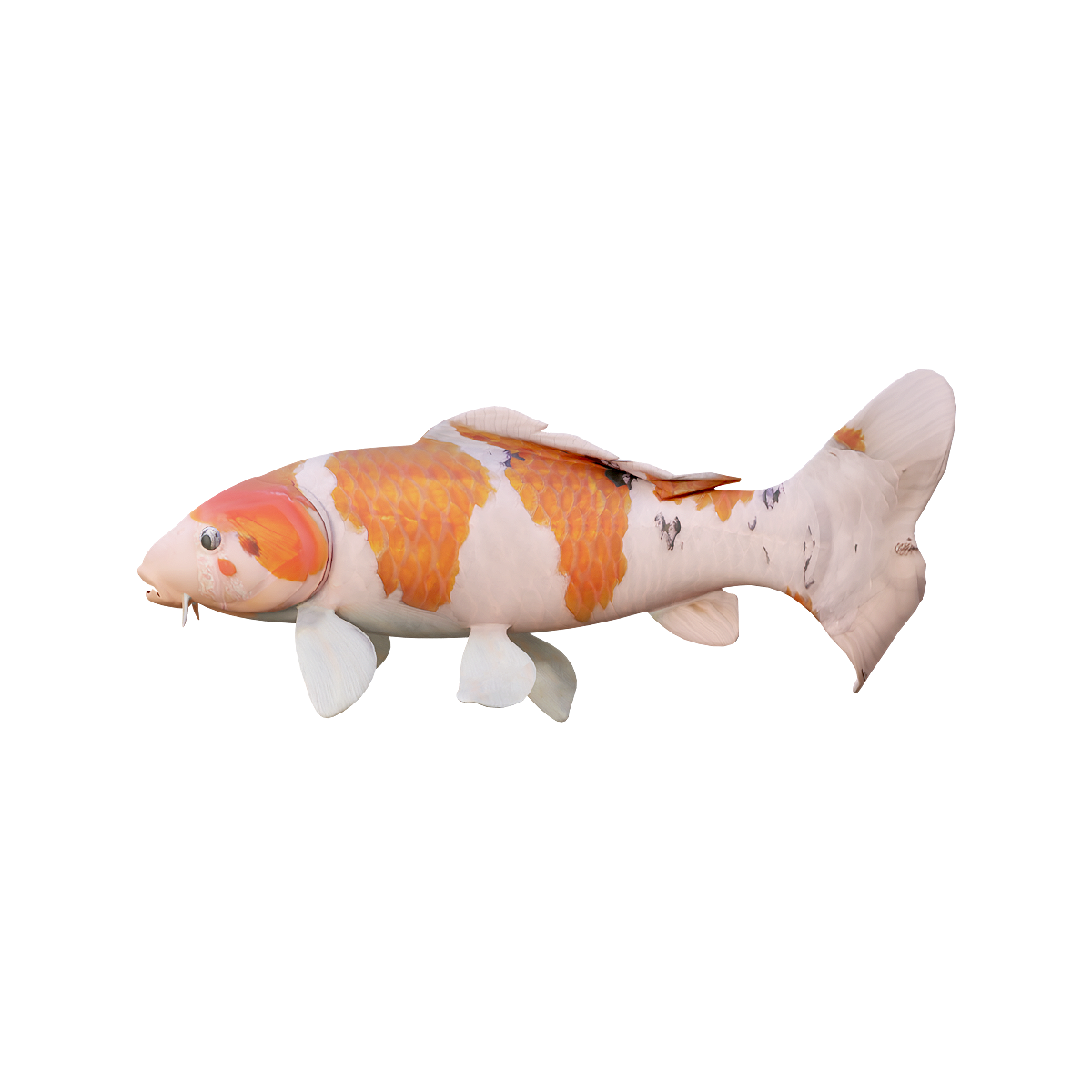 Koi (Orange Spot) 3D Model Animation