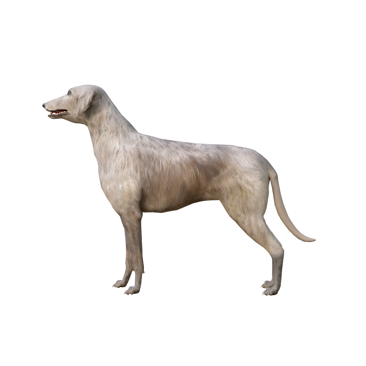 Scottish Deer Hunting Dog 3D Model with Animation