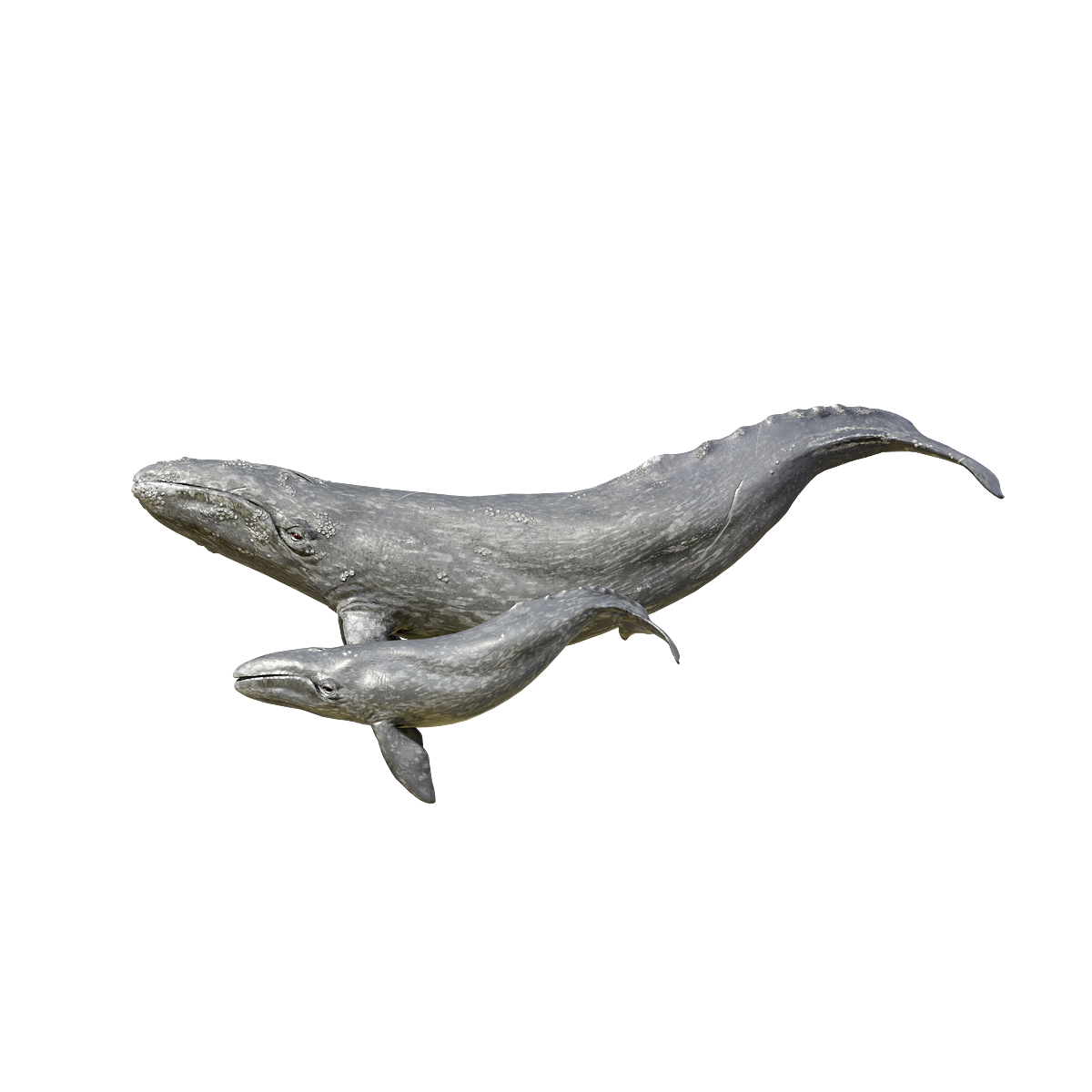3D Animation Model of Grey Whale Mother and Child