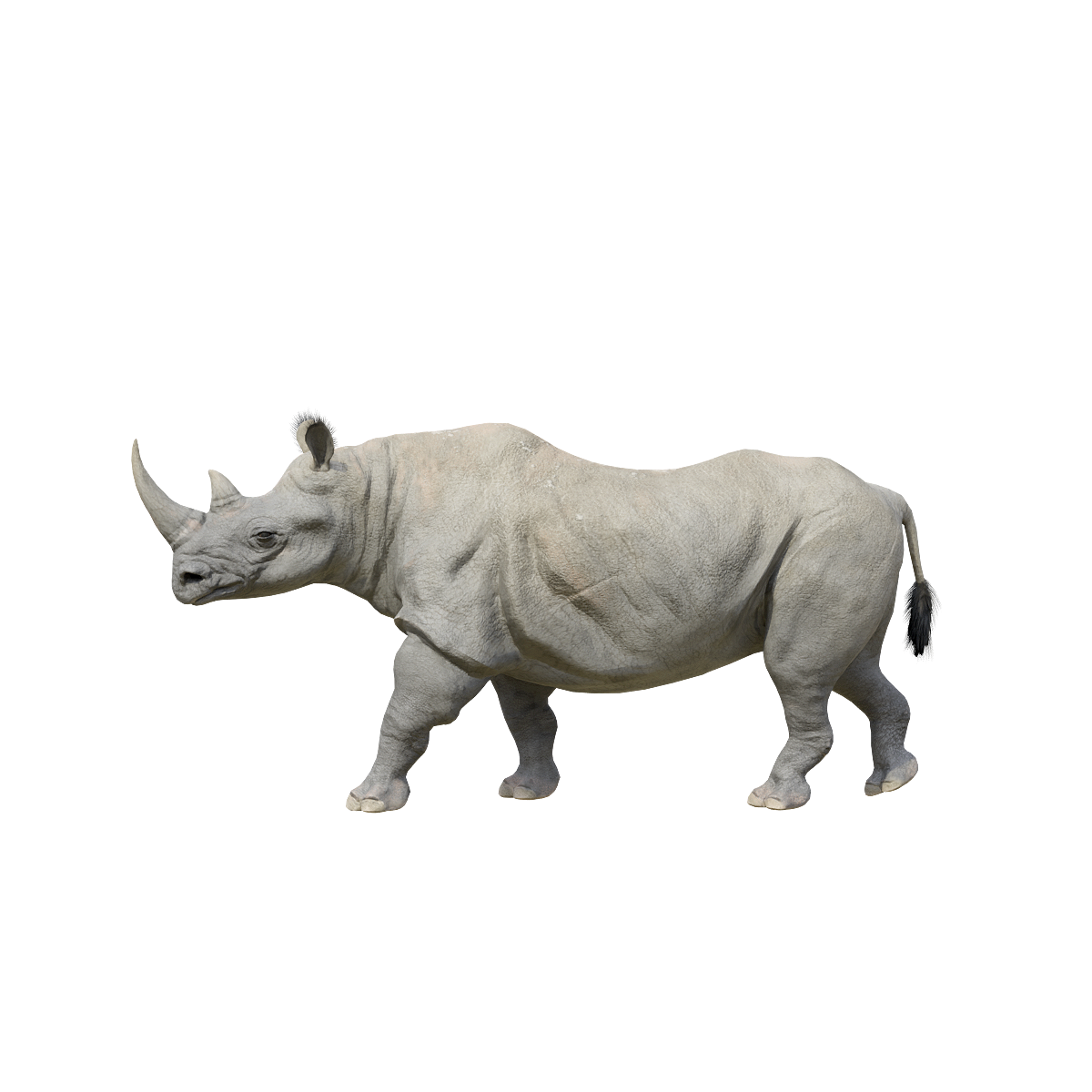 Black Rhinoceros (with 3D animated model)
