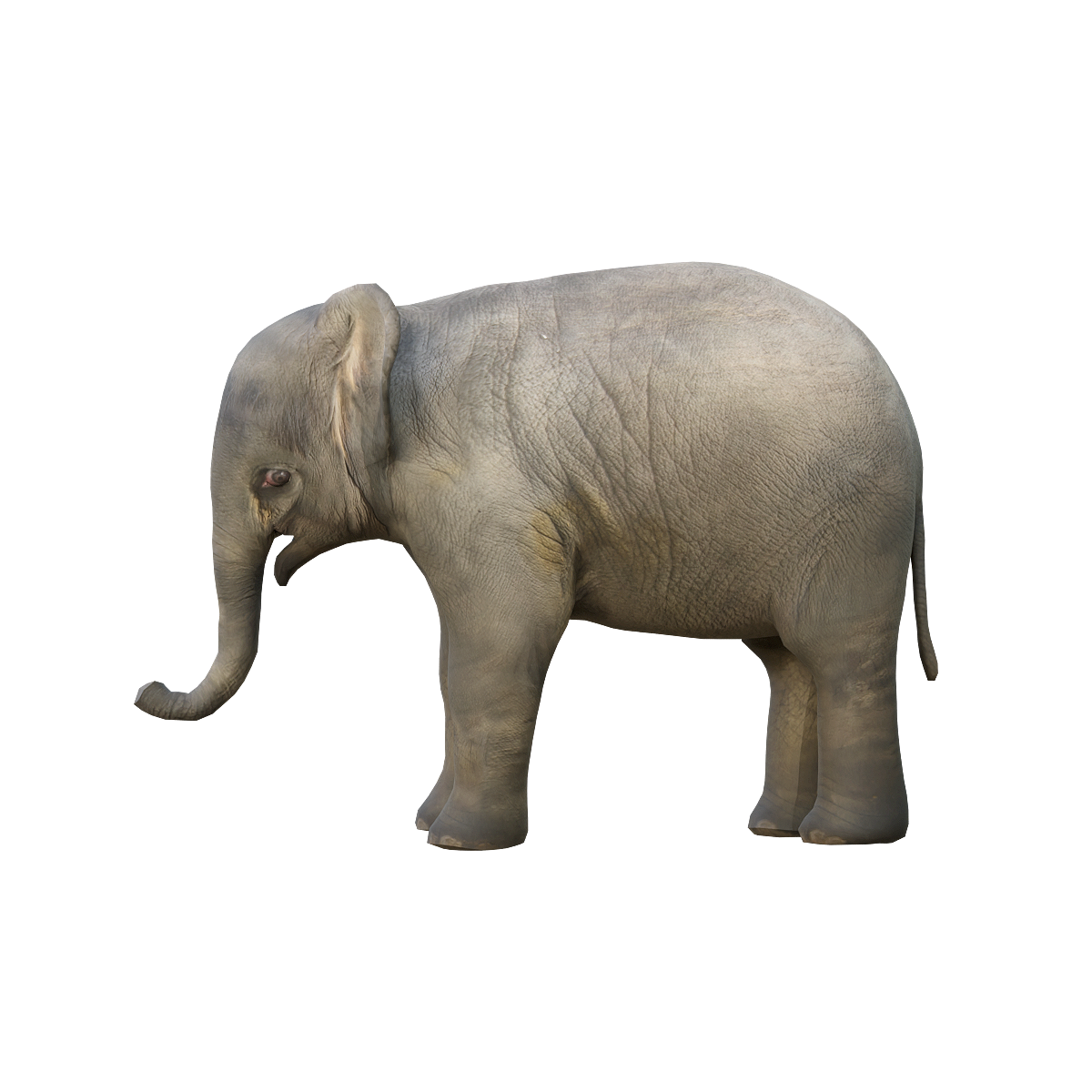 3D animation model of a young elephant calf