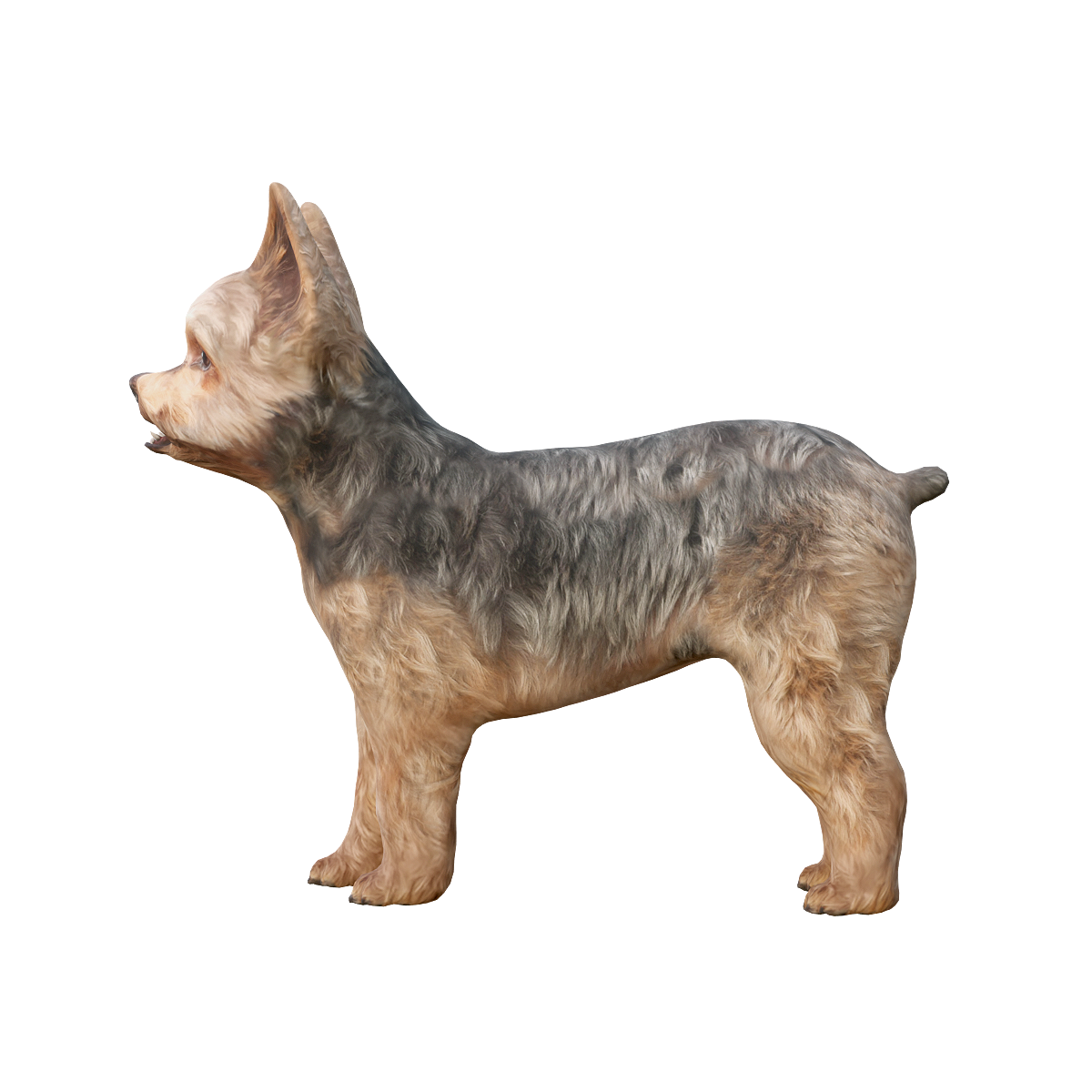 Yorkshire Terrier with 3D Animated Model