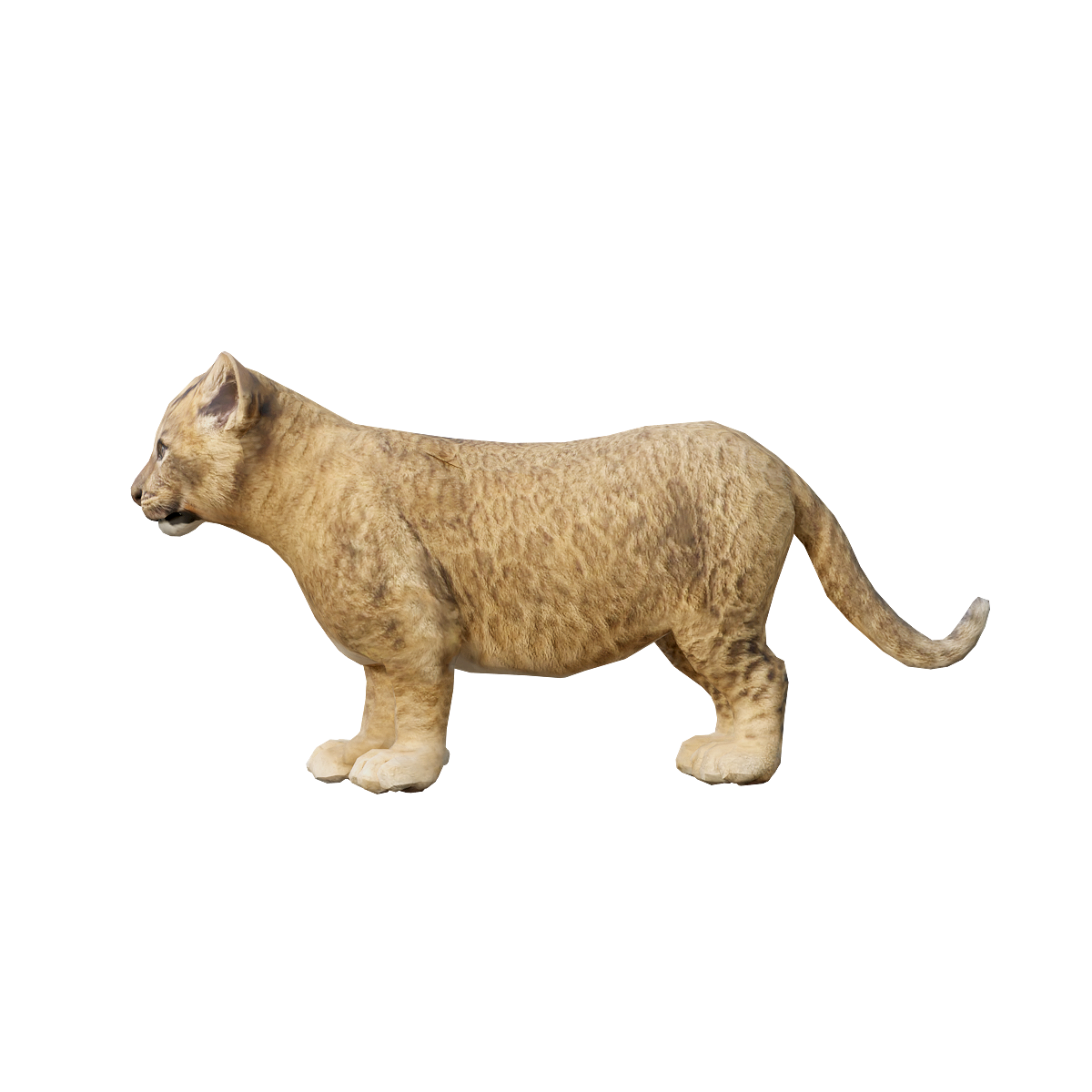 Asian lion cub 3D model with animation