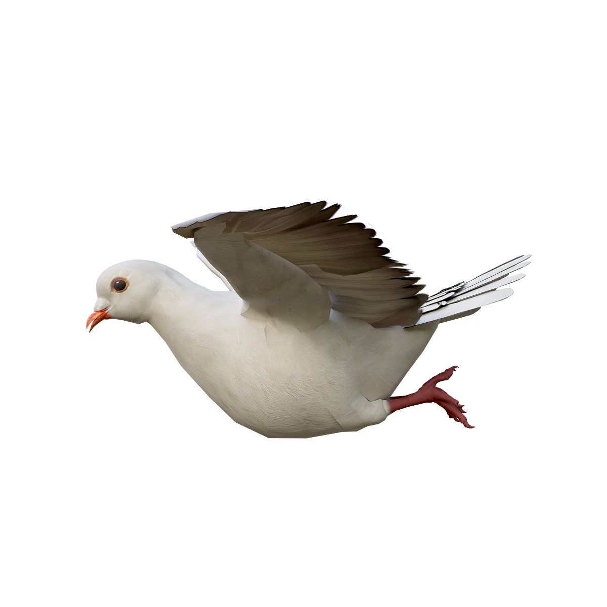 White Pigeon 3D Animation Model
